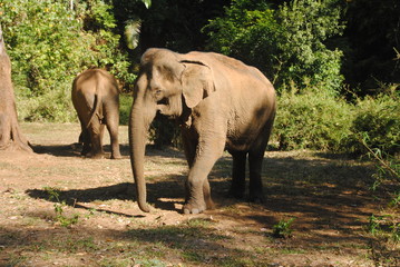 Sanctuaire d'éléphant