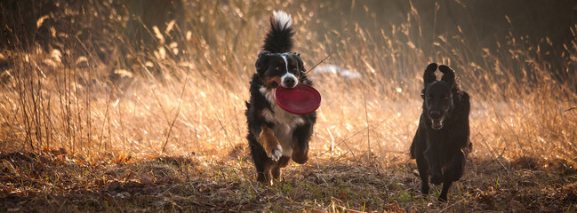 Berner Sennenhund