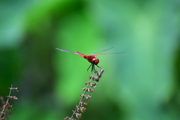 dragonfly on leaf