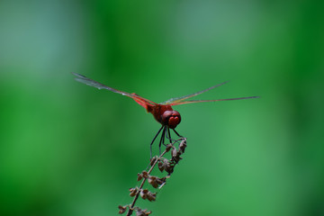 dragonfly on leaf