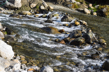 stream in forest