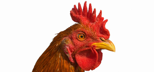 close up of golden brown rooster (chicken) head
