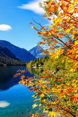 Naklejka premium Golden Autumn