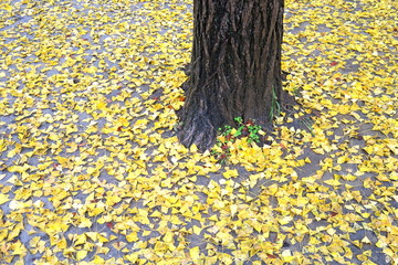 雨上りの公園の銀杏の木と枯れ葉