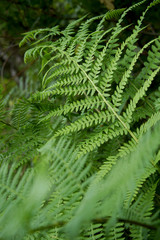 Fototapeta na wymiar Beautiful fresh green fern leaves as a background in a Sunny summer day.