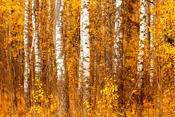 Obraz premium Autumn birch forest, natural landscape.