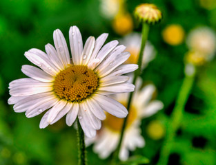 P&acirc;querette des bois aux Bouchoux, Jura, France