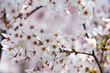 Cherry blossoms in full bloom.Beautiful cherry blossoms.
