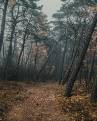 Forest path in the fall on a foggy day