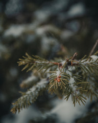 Macro shot of pine trees in the snow in winter
