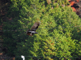  A photo of a flying crow