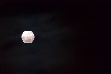 色とりどりの木々