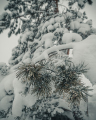 pine trees in the snow in winter