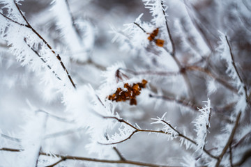 Frozen field plants. Macro shooting in winter. Soft focus. Frozen branches.