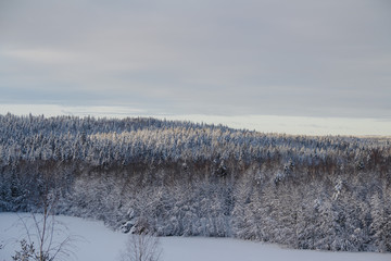 Forest in winter