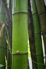 Obraz premium Bambus