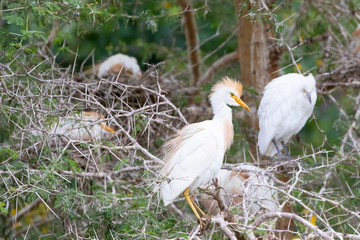 Western Cattle Egret (Bubulcus Ibis), Leidam, Montagu, Western Cape, South Africa, Breeding adult in colony with nesting birds and juvenile behind