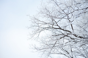 Fototapeta na wymiar Frozen tree branchs, winter forest. Macro shooting in winter. Soft focus. trees against the sky.