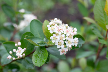 White flowers of aronia melanocarpa. chokeberry wet from raindrops. beautiful spring background