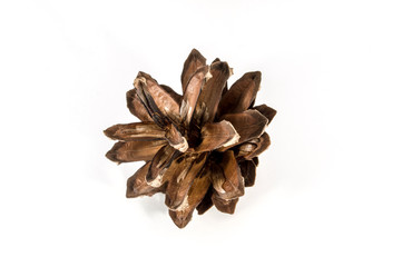 Pine cone isolated on white background