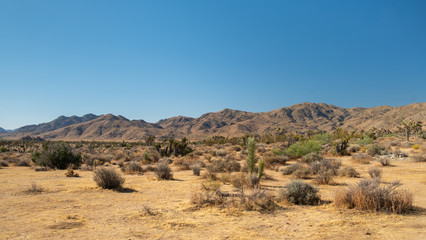 View in the desert of Joshua tree, california