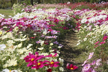 コスモス畑 　コスモス　コスモスの花　花園　コスモスガーデン