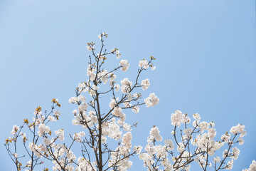 Sky and cherry blossoms. Cherry blossoms in full bloom.Beautiful cherry blossoms.