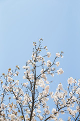 Sky and cherry blossoms. Cherry blossoms in full bloom.Beautiful cherry blossoms.