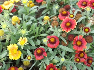 Red and yellow bouquet of flowers