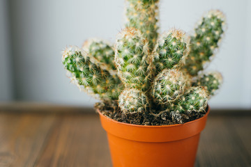 Blurred close-up of green house plant cactus in clay orange pot at wooden table background.