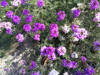 Obraz premium purple flowers in the garden