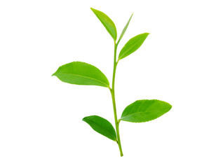 Fototapeta na wymiar tea leaf on isolated white background