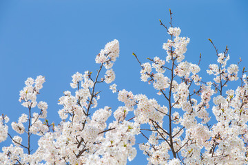 Sky and cherry blossoms. Cherry blossoms in full bloom.Beautiful cherry blossoms.