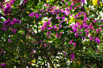 Fototapeta premium Flowering of Bougainvillea 三角梅开花
