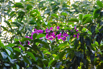 Flowering of Bougainvillea 三角梅开花