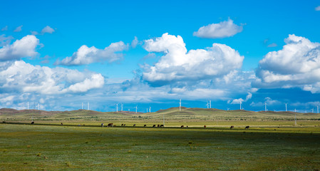 Fototapeta premium Cattle and wind turbines in the grassland