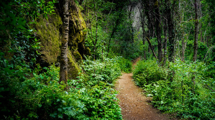 Fototapeta na wymiar trail crossing a smoking forest