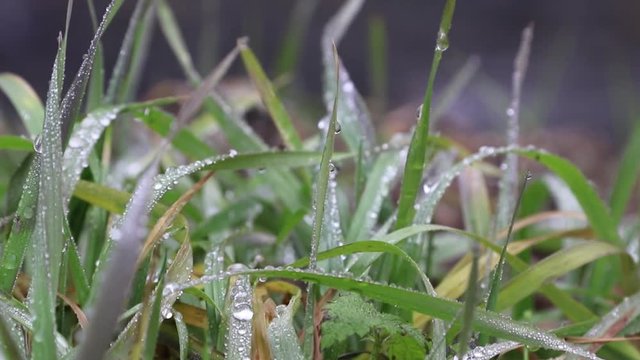 The clean water of the stream, as a bioindicator to determine the environmental quality for pollution. Concept of pollution of the planet, caused by climate change. Soft focus, close up footage.