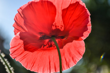 Beautiful poppy blossomed in the garden. A bee collects nectar. Selective focus.