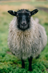 Gray Icelandic sheep stands in a green meadow and looks at the camera, closeup portrait
