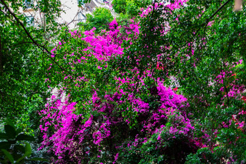 Flowering of Bougainvillea 三角梅开花