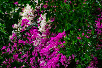 Fototapeta premium Flowering of Bougainvillea 三角梅开花