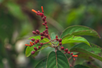 Red dots plant