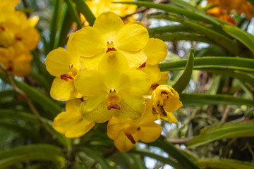 Fototapeta premium Beautiful yellow orchid named Vanda family within the flower garden in Ratchaburi Province of Thailand