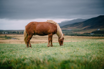 Brown Icelandic horse with a light mane eats grass on a green meadow on a cloudy day