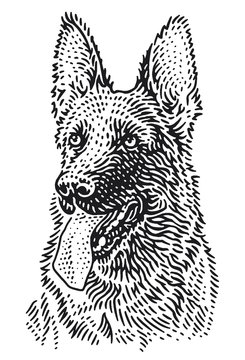 Dog breed German shepherd head illustration. Vector, isolated.	