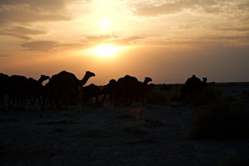 Fototapeta na wymiar Dromedar Herde Sonnenuntergang