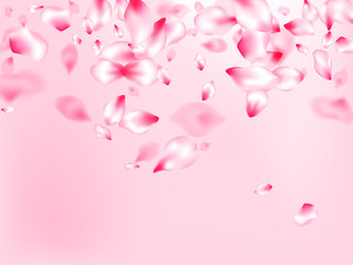 Japanese cherry blossom pink flying petals