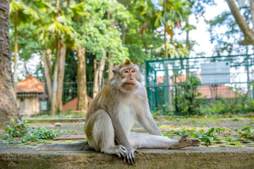Fototapeta premium Balinese long-tailed monkey (Macaca Fascicularis) on Monkey Forest, Ubud
