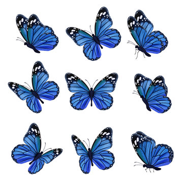 Colored butterflies. Flying beautiful insects wedding butterfly with decorated wings vector. Illustration insect butterfly spring, pattern realistic wings in blue colored
